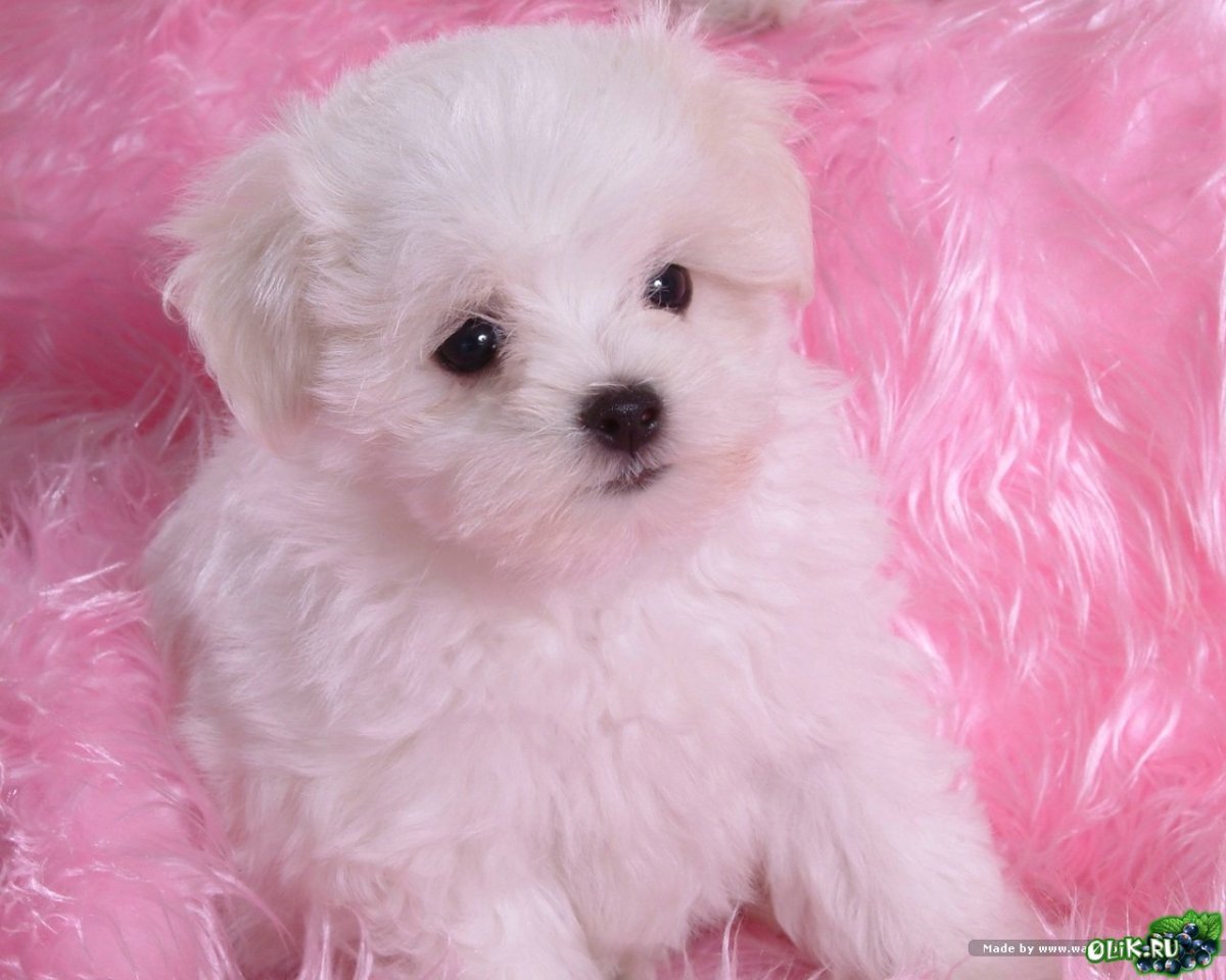 Необычные стрижки для Бишон фризе девочки