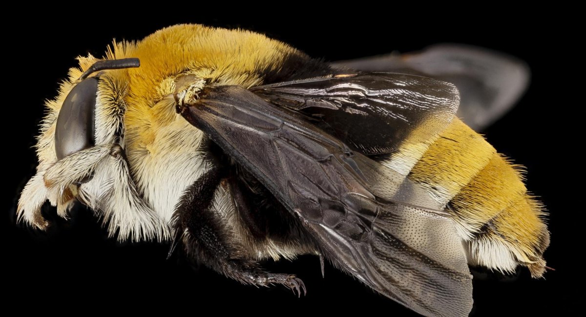 Двукрылые мухи