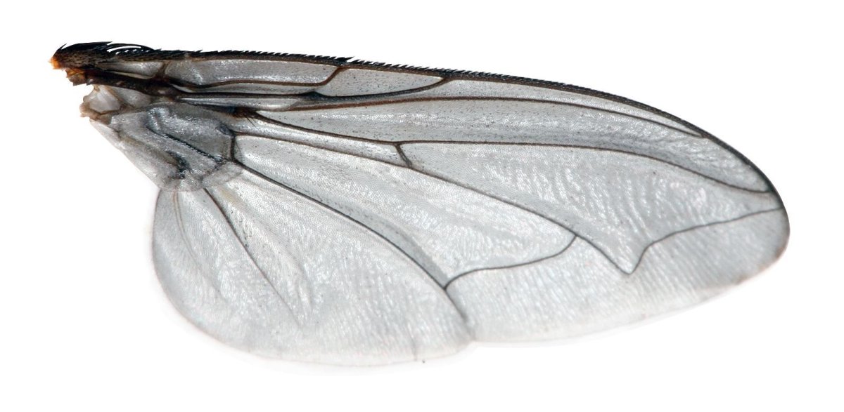 Махи крыльев