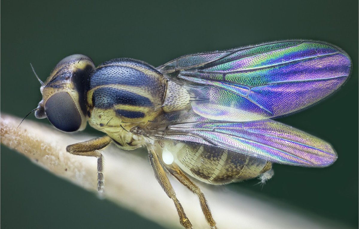 Муха перламутровая