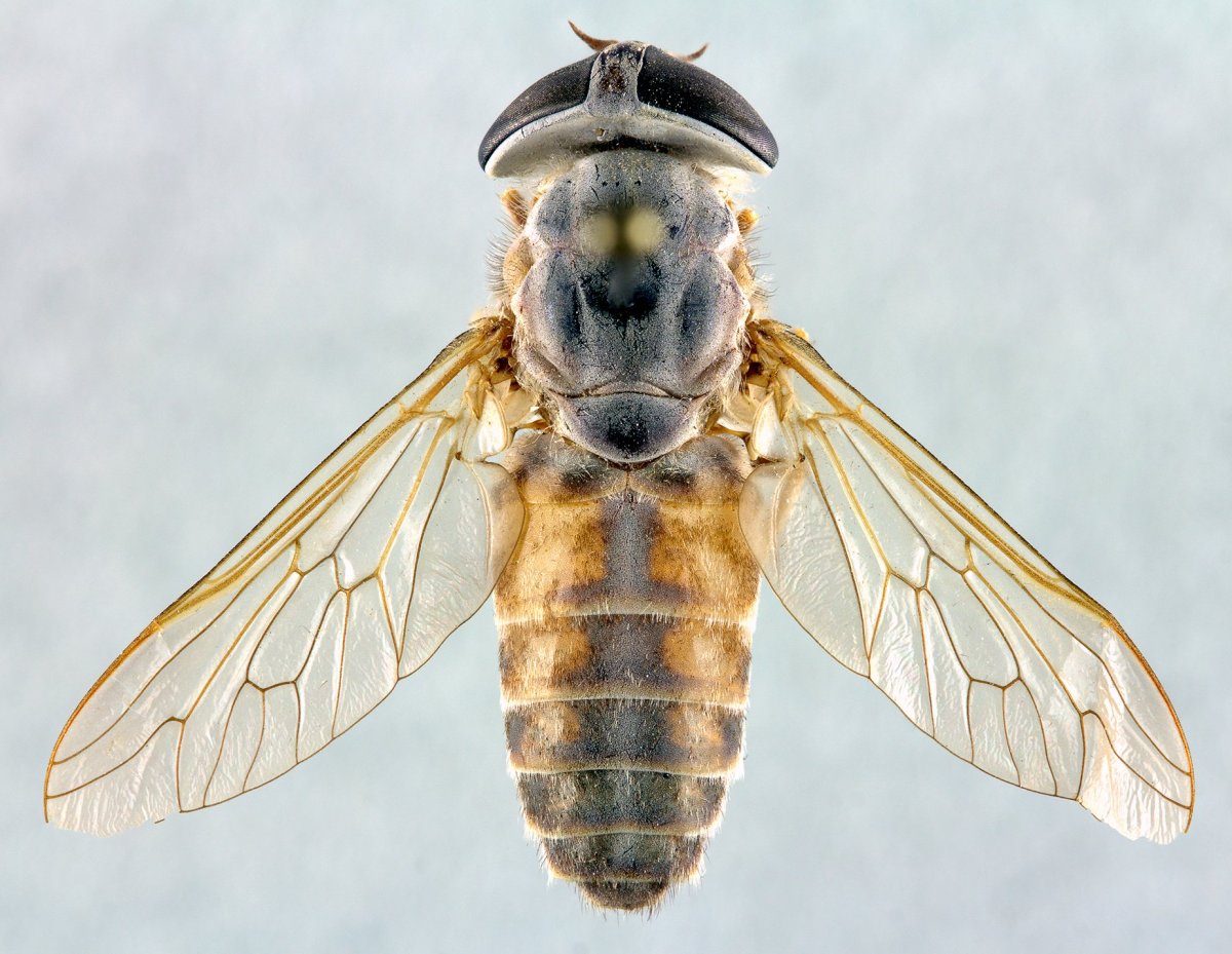 Tabanus Indra