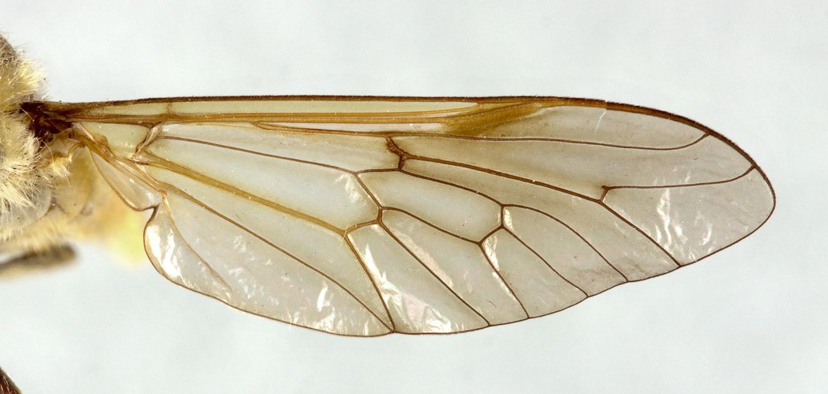 Муха Шмелевка