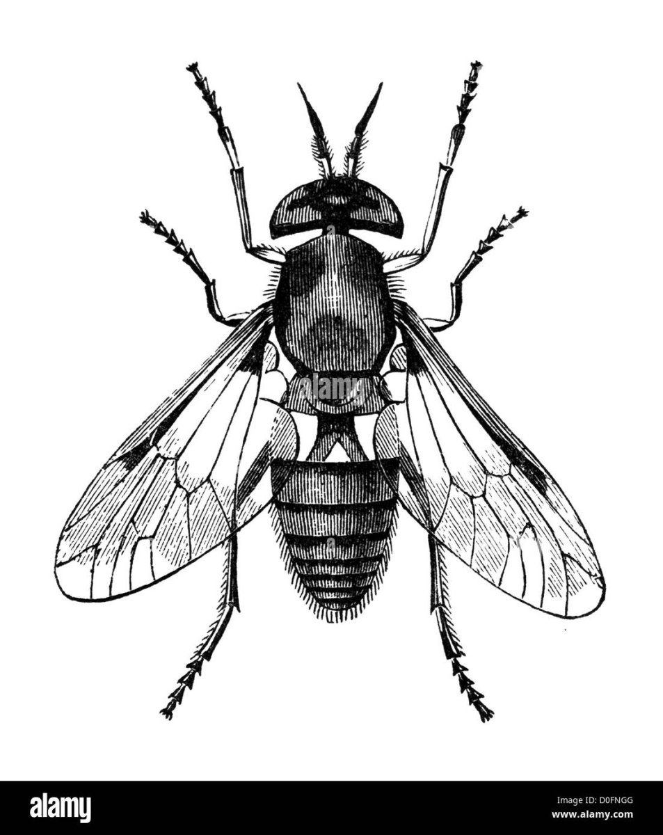 Крылья насекомых