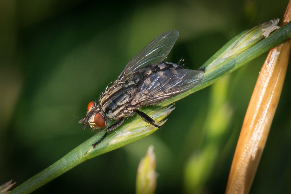 Летающие насекомые на прозрачном фоне