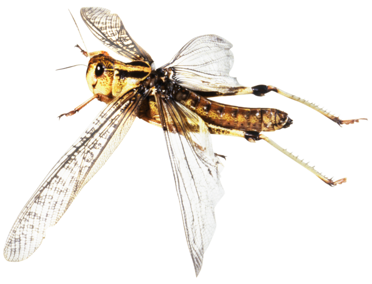 Flies face closed up