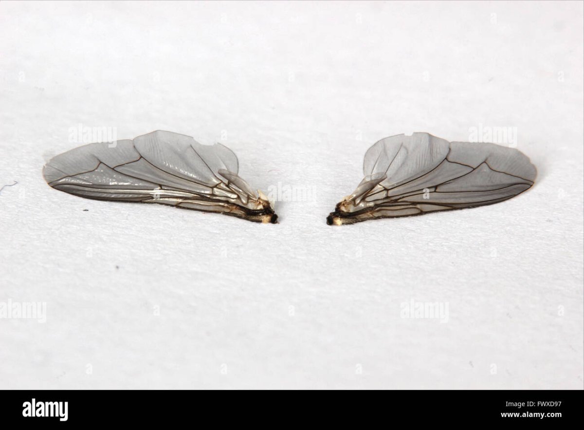 Саранча в Подмосковье фото