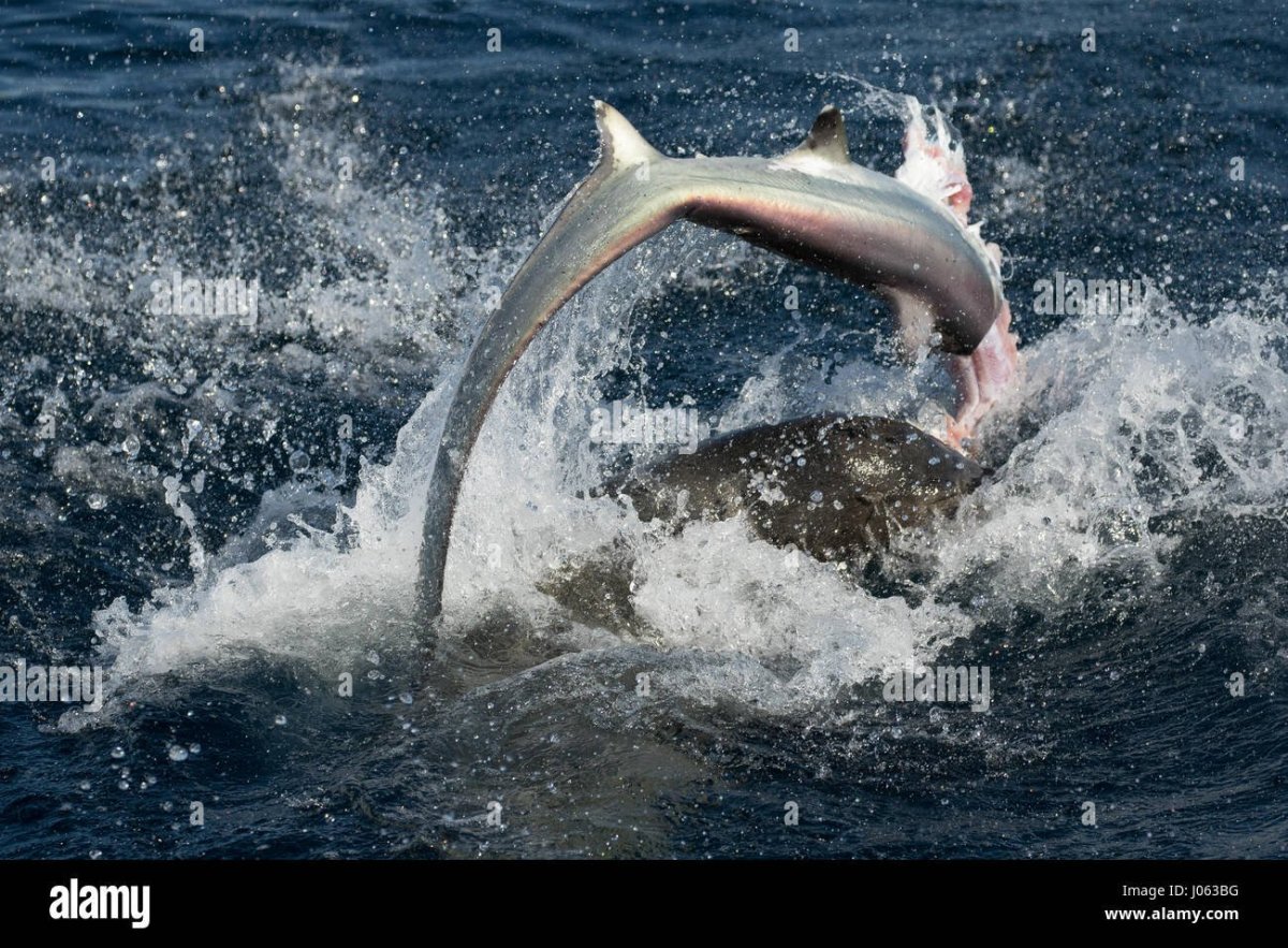 Как выглядит хвост акулы