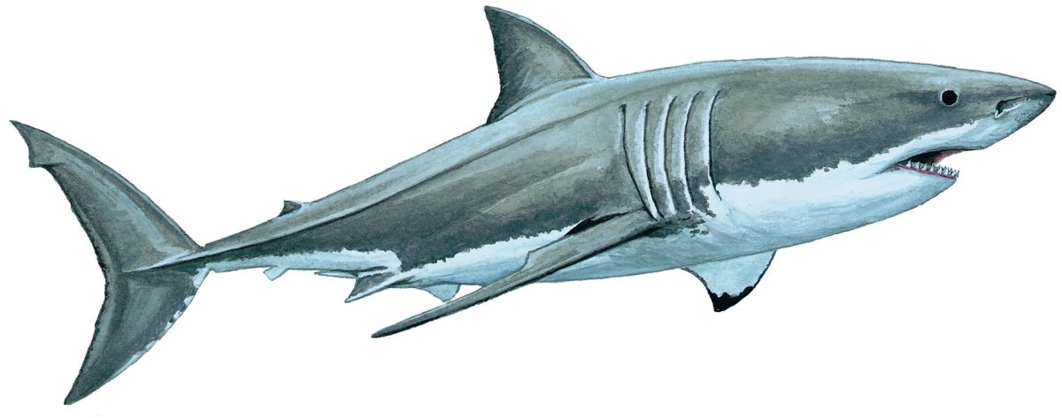 Carcharodon carcharias