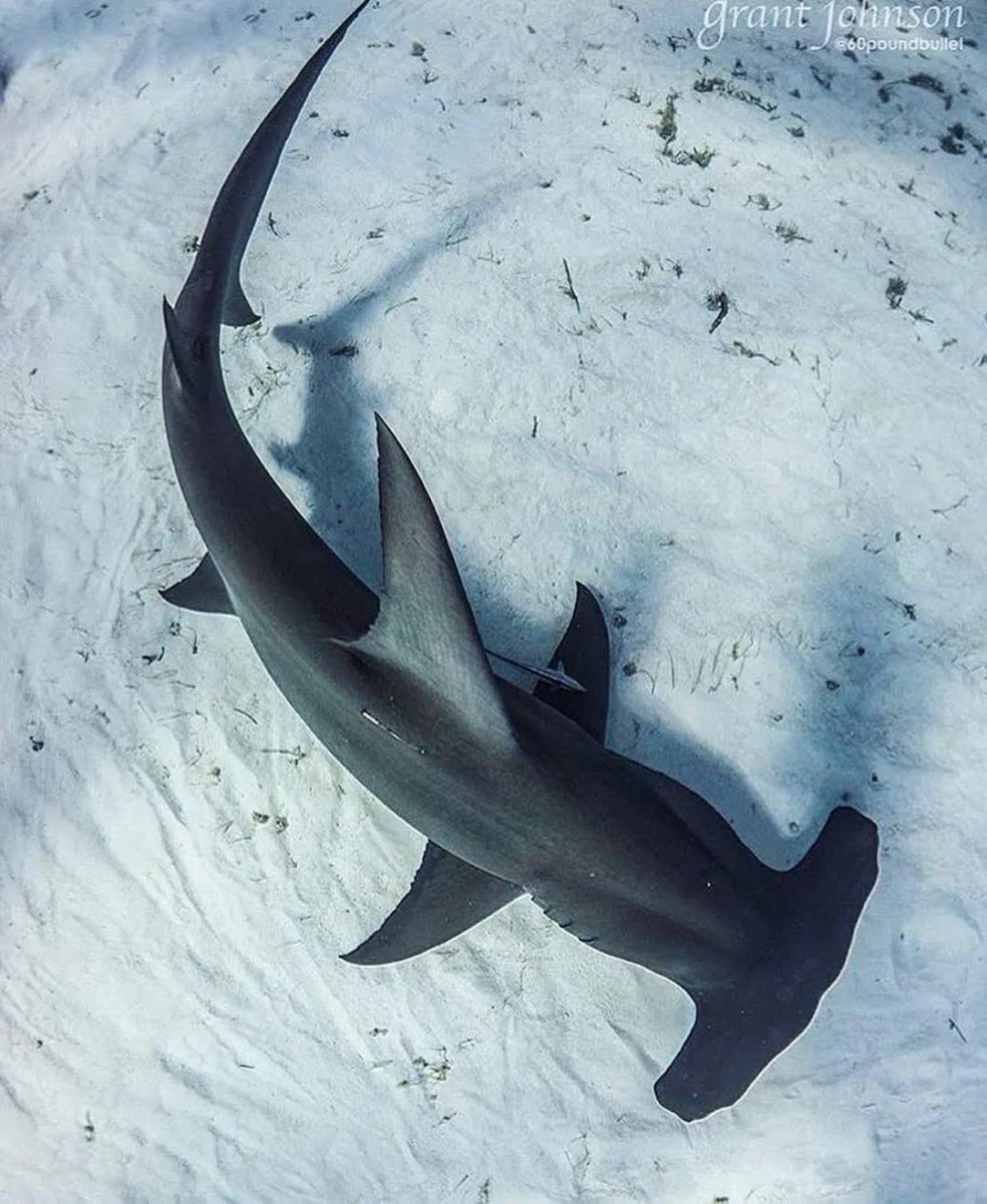 Акула с пятнами