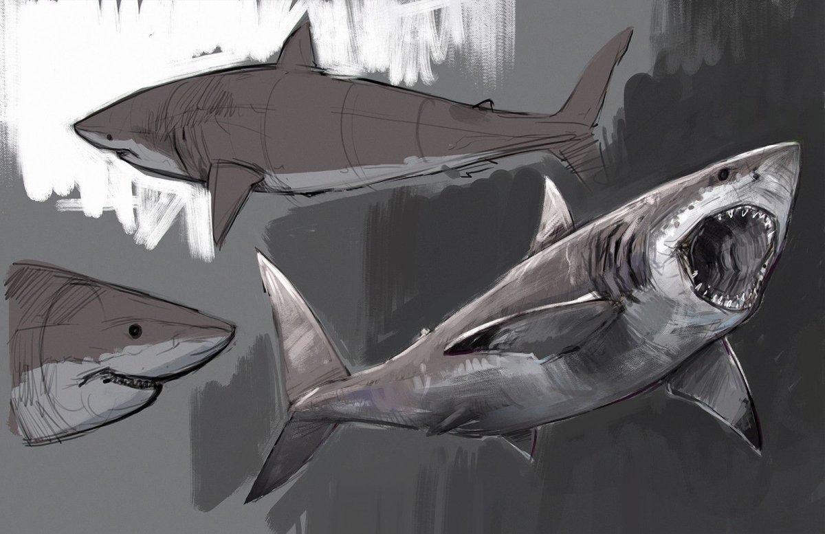 Белая акула референс