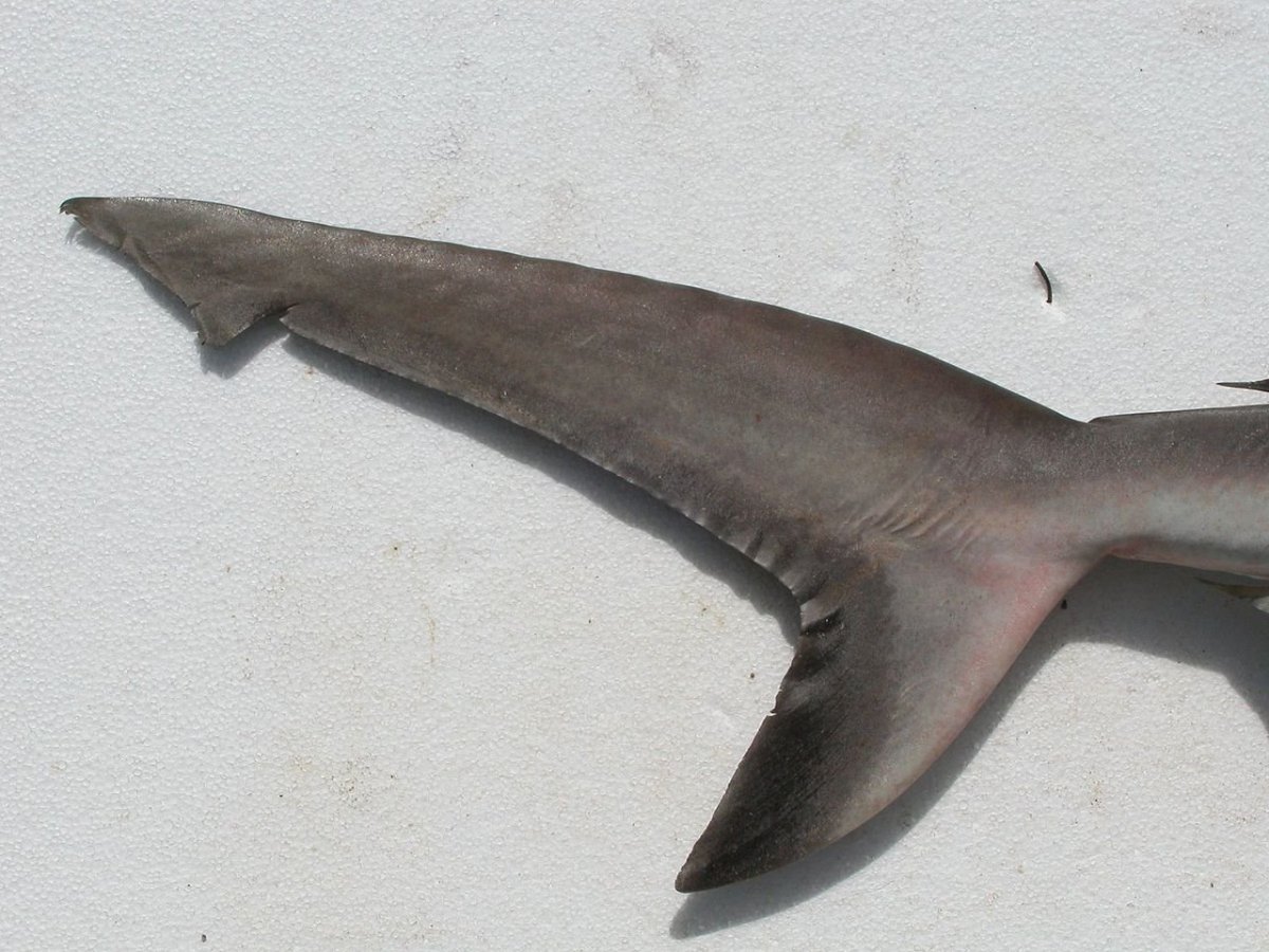 Форма плавников акулы