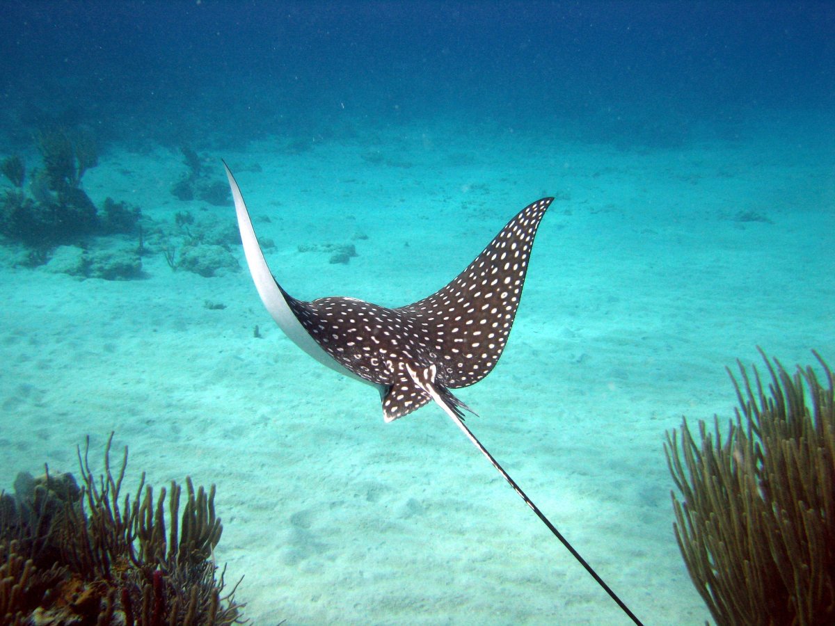 Маскот акула