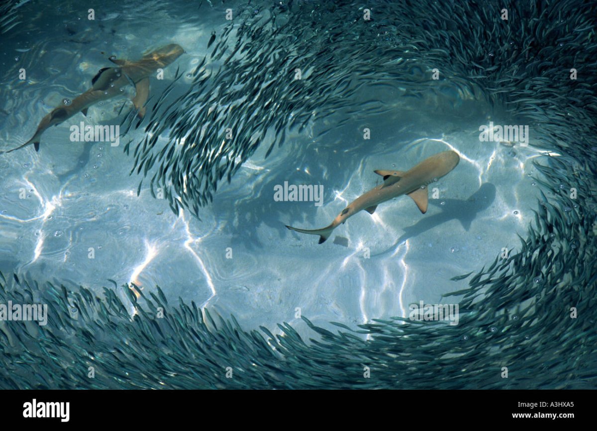 Тупорылая акула и акула бык