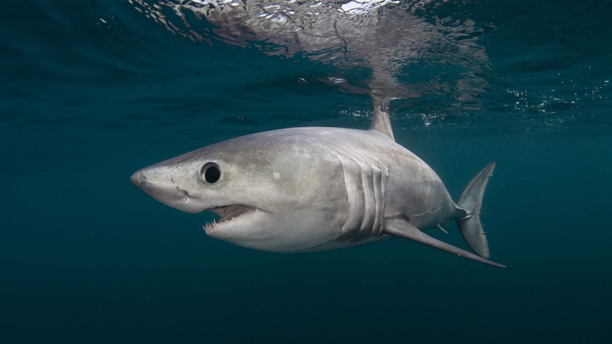 Острозубая акула