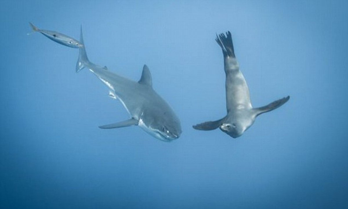 Белая акула и морской Лев