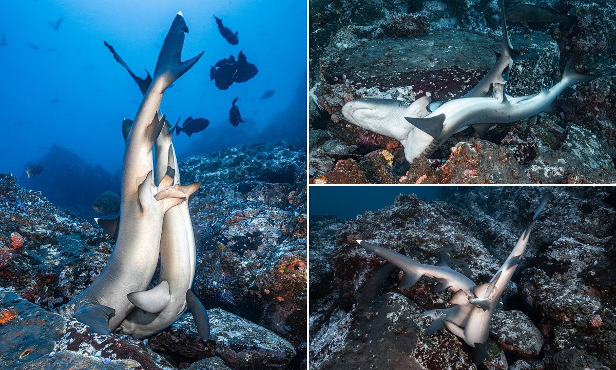Невероятные акулы