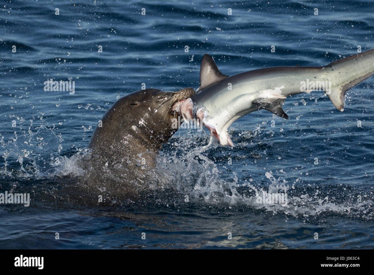Акула с длинным хвостом