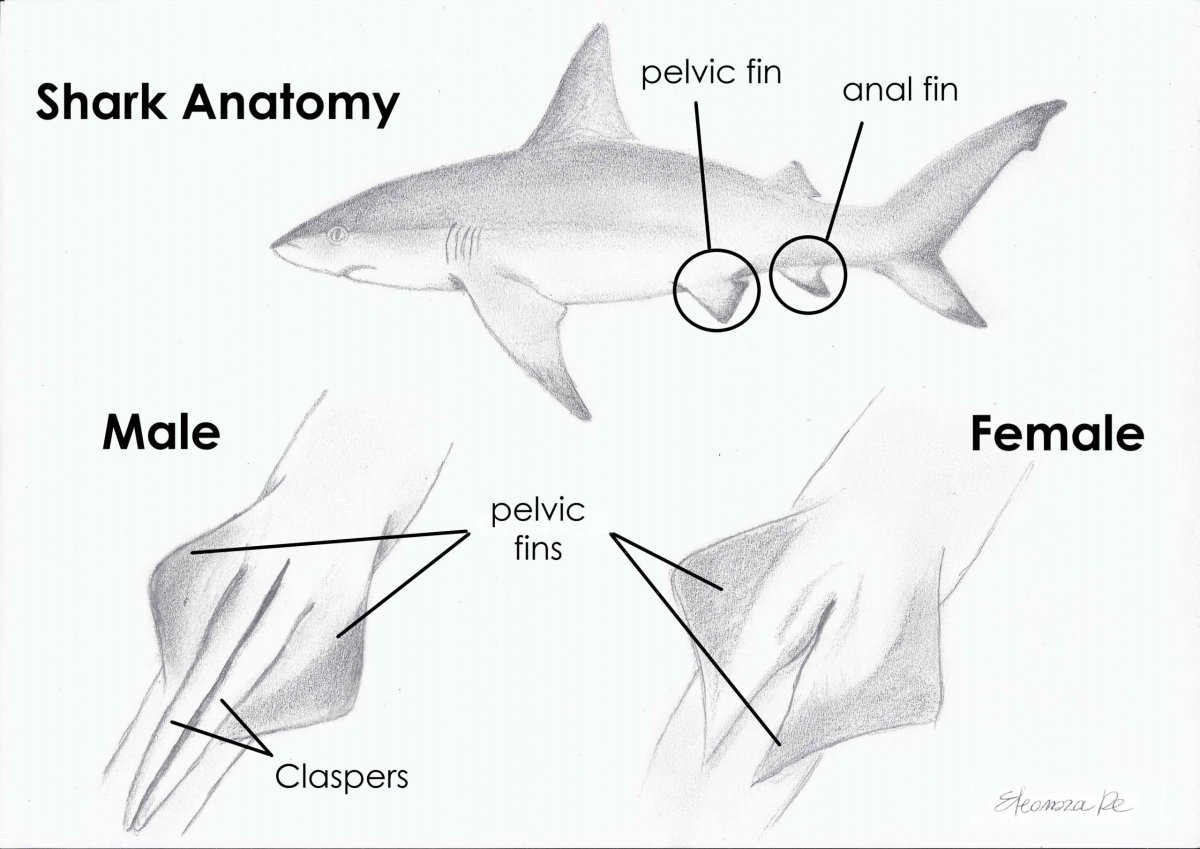 Акула самка