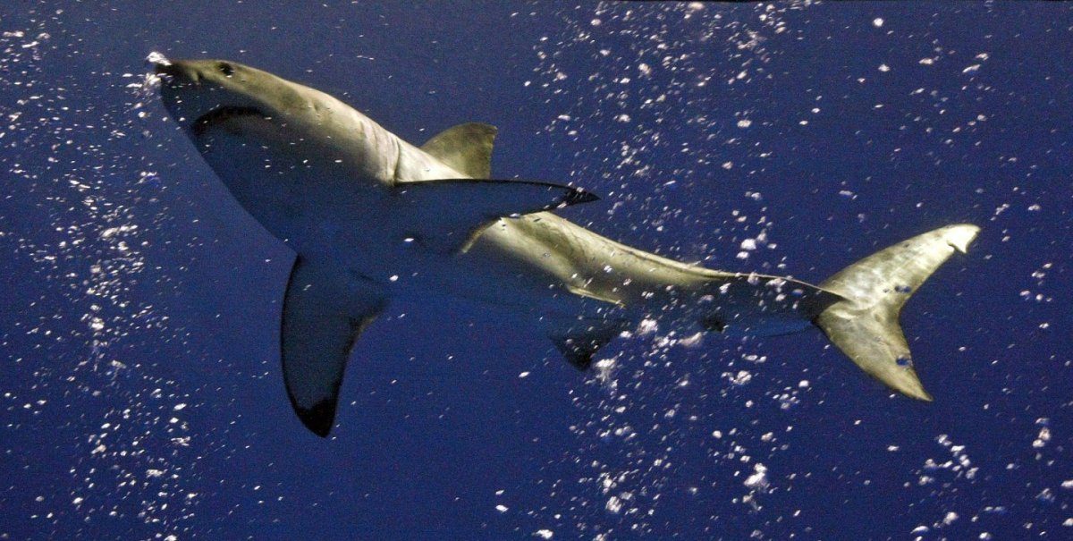 Хвост акулы