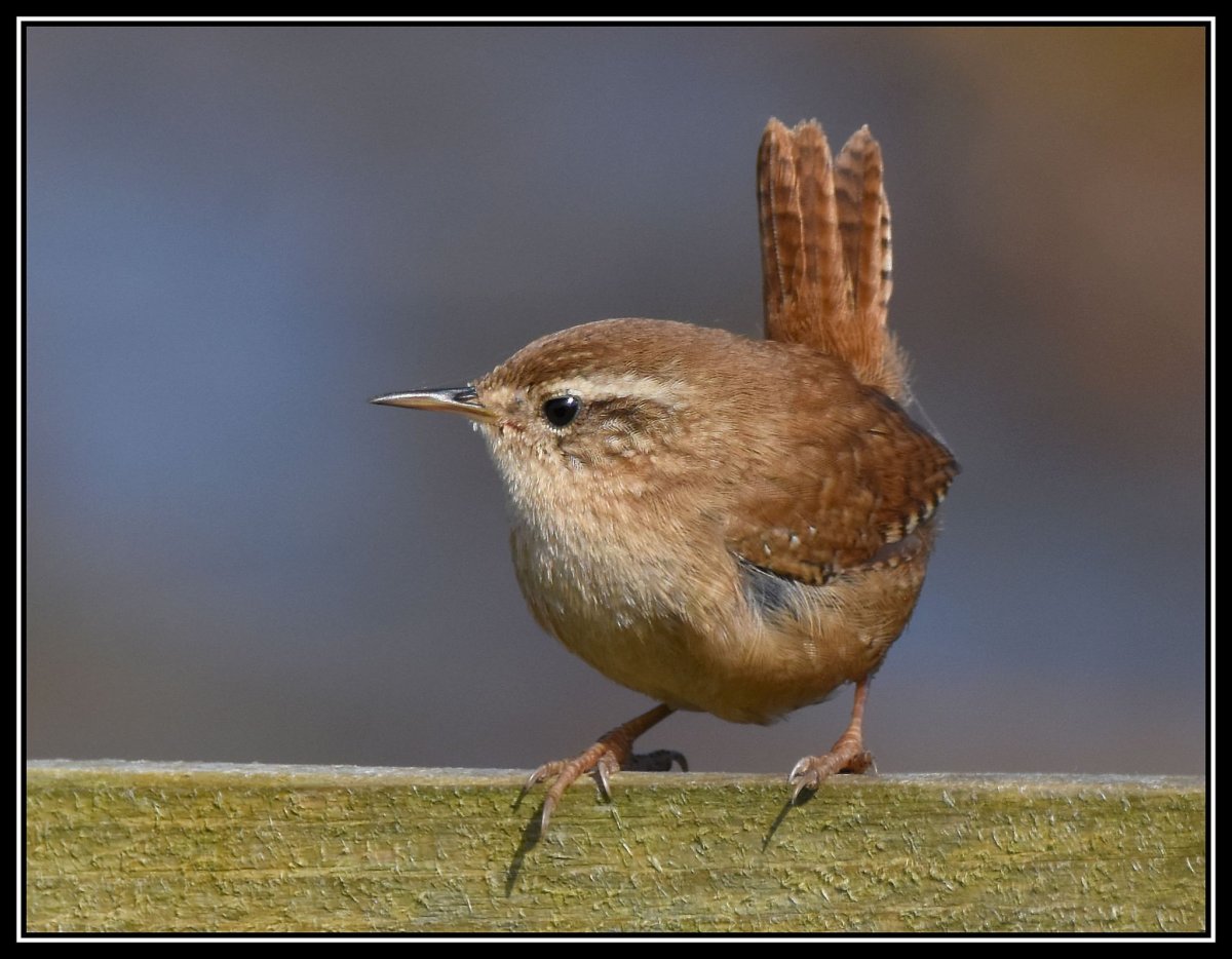 Маленькая домашняя птица