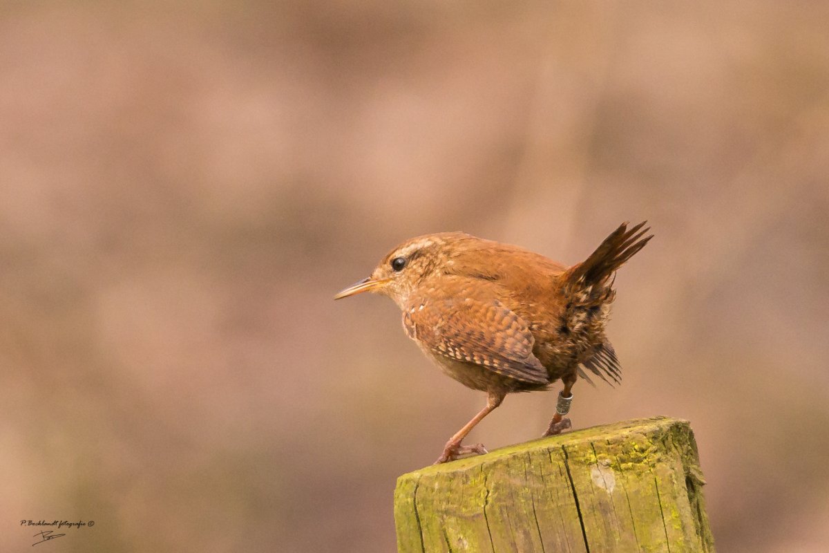 Певчий толстоклювый крапивник