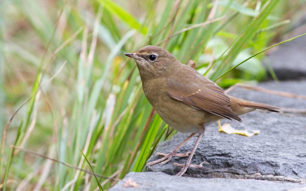 Коричневая геригона