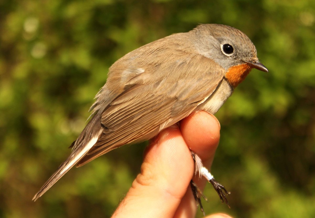 Длинноклювый крапивник