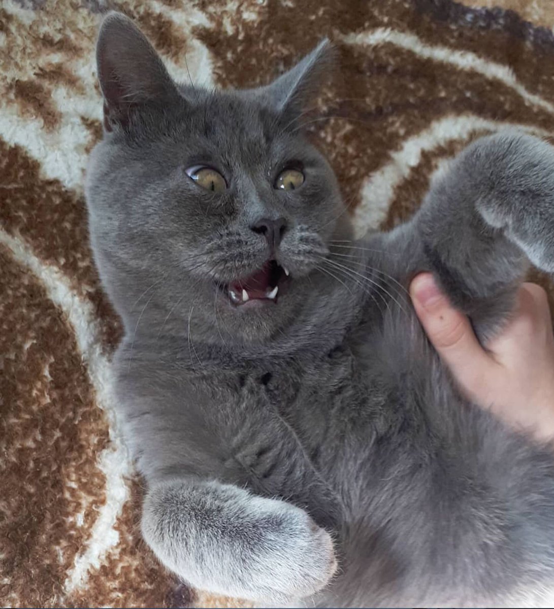 Кот Федя из Ростова