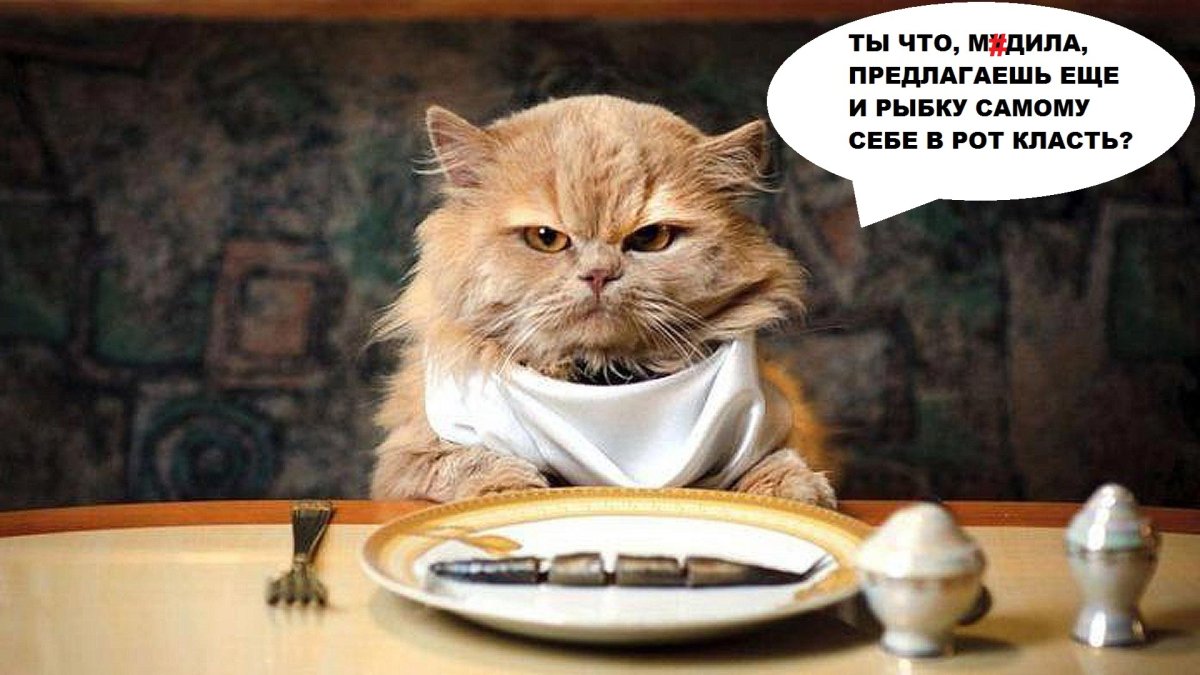 Котик хорош флудить