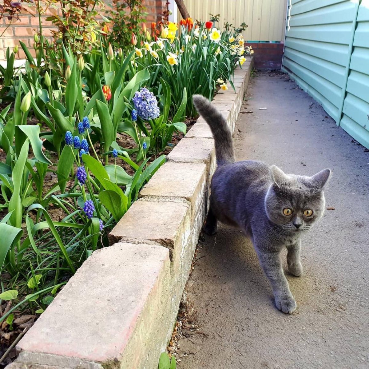 Кот Федя из Ростовской области