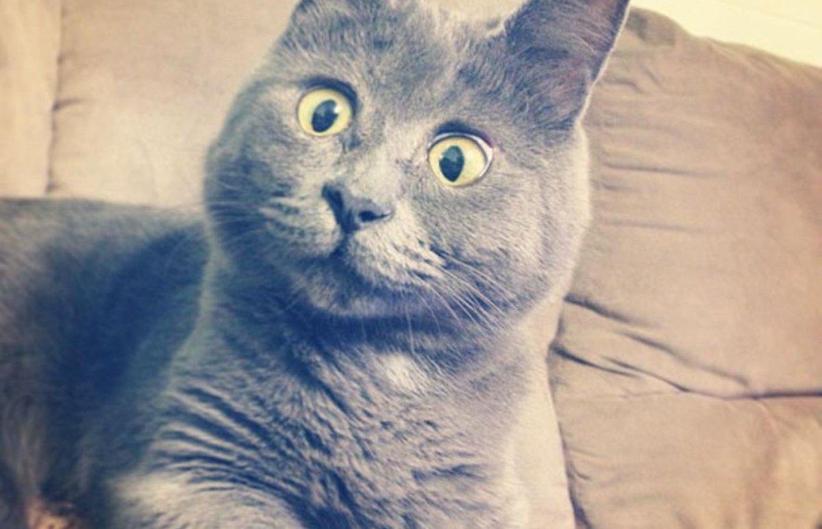 Удивленный кот Федор