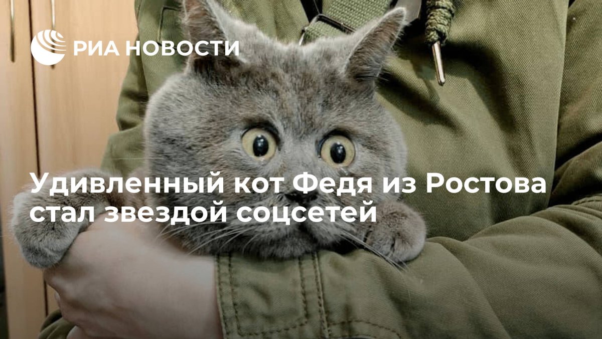 Удивлённый кот Федя из Ростовской области