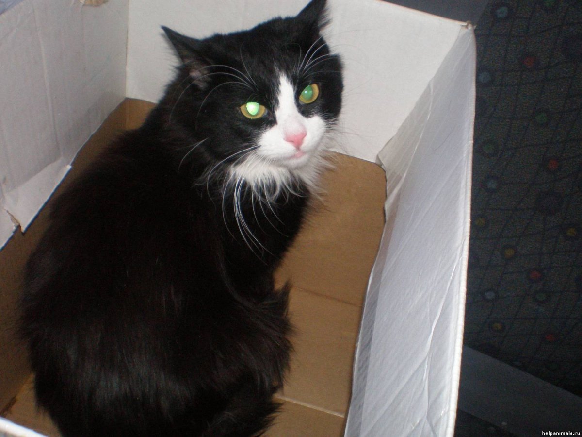 Кот Федя черный