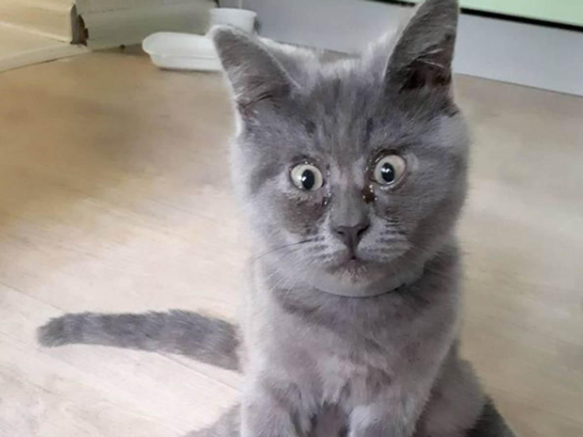 Кот Федор Ростов на Дону