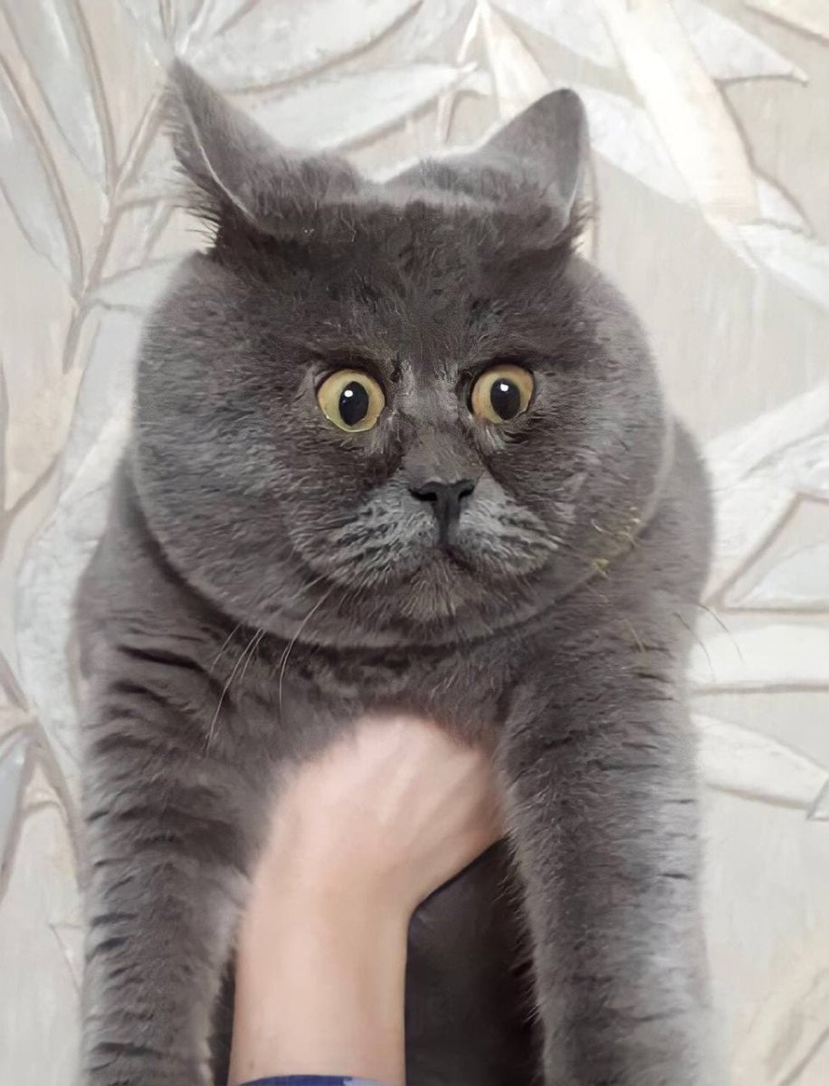 Ростовский кот Федя