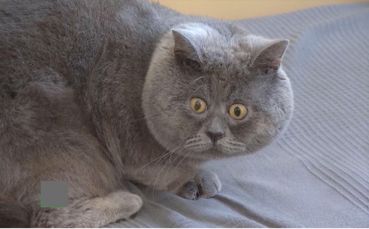 Милые котики в чашке