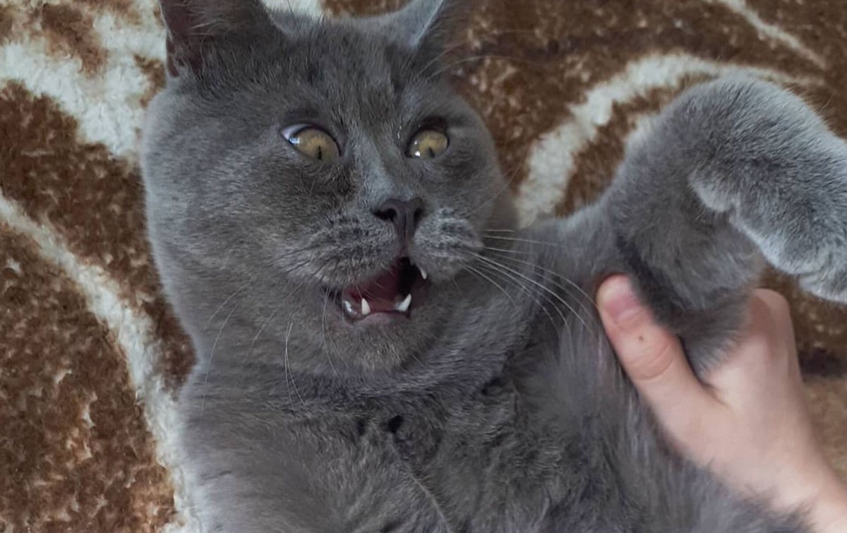 Кот Федя из Ростовской области