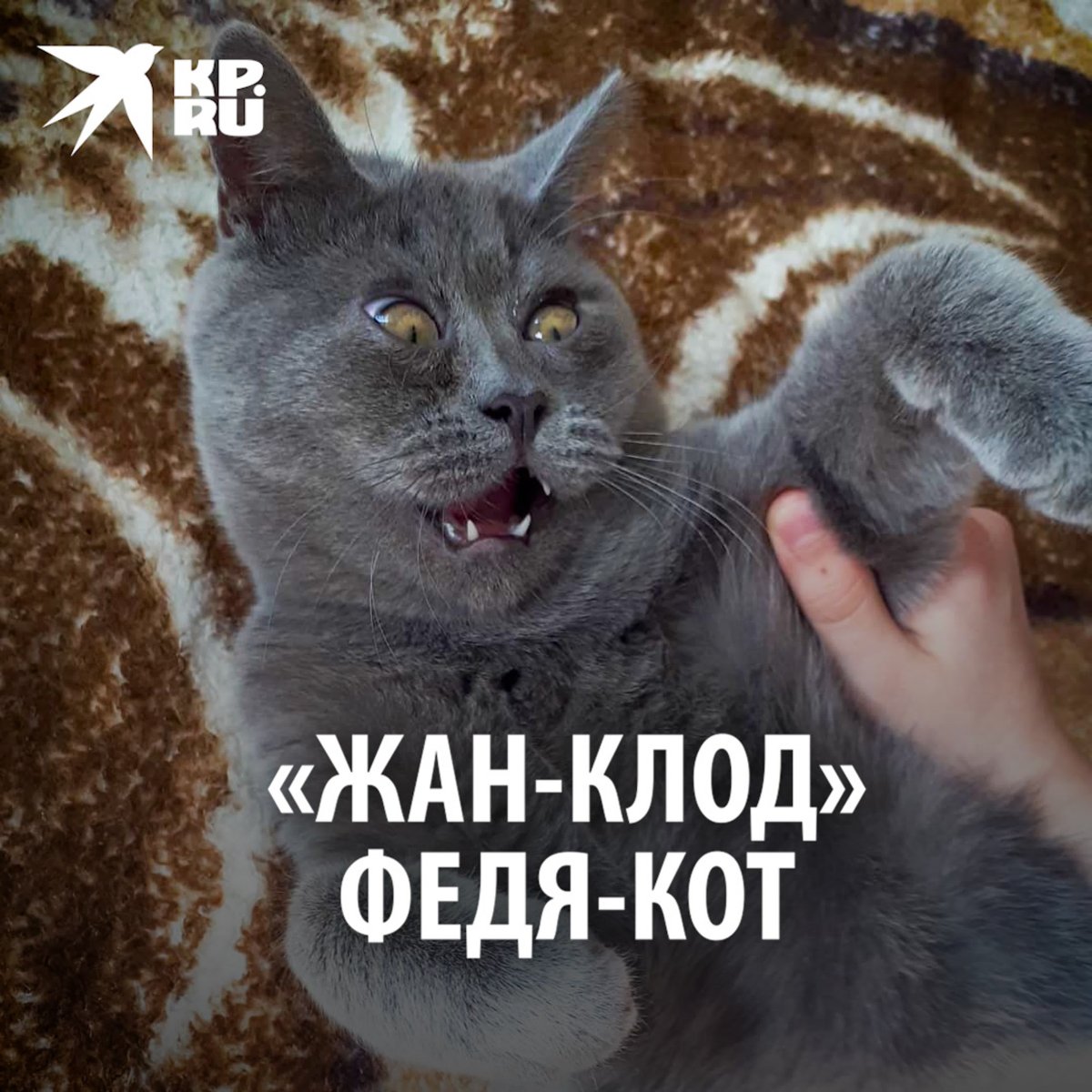 Особенный кот Федя