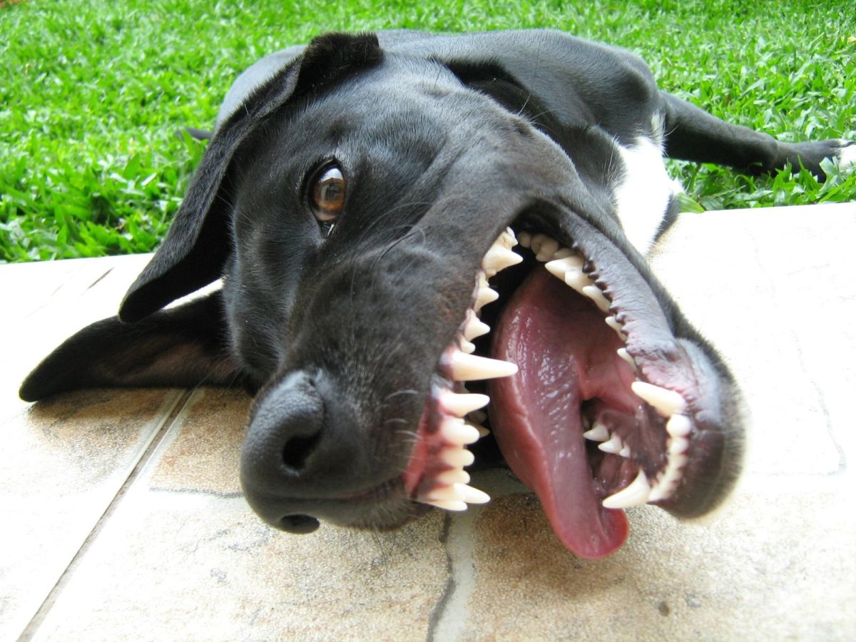 Собака с мордой акулы