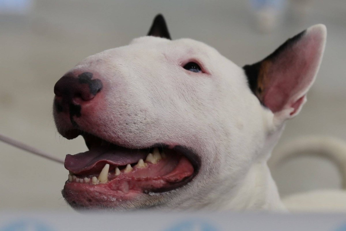 Бойцовский бультерьер