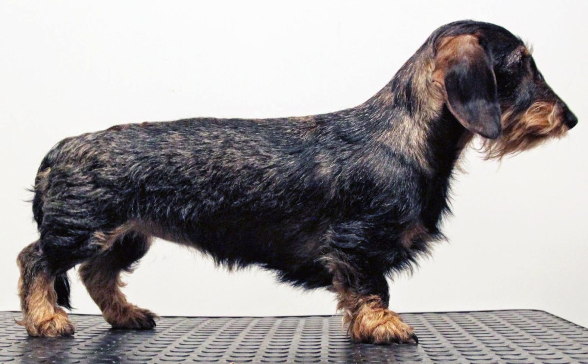 Такса жесткошерстная содержание