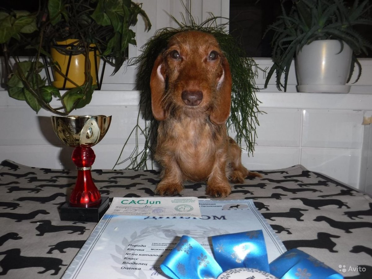 Такса жесткошерстная кроличья щенок