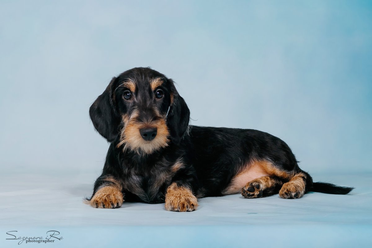 Такса кроличья жесткошерстная мраморная