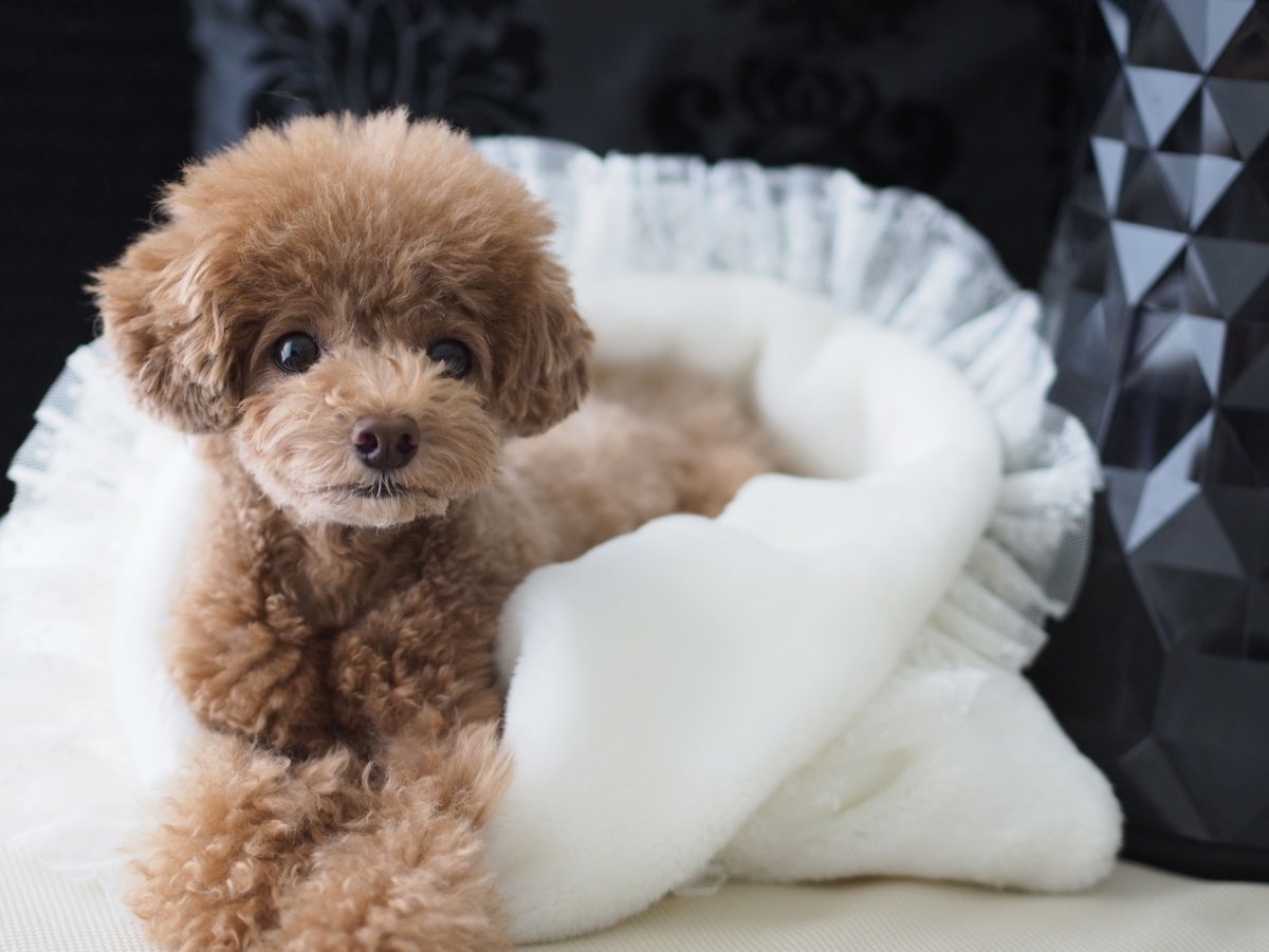 Мальтипу или пудель