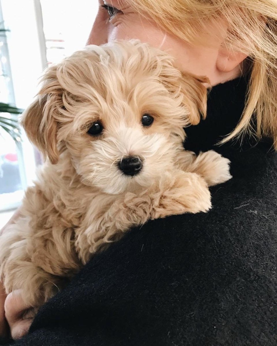 Эми мальтипу