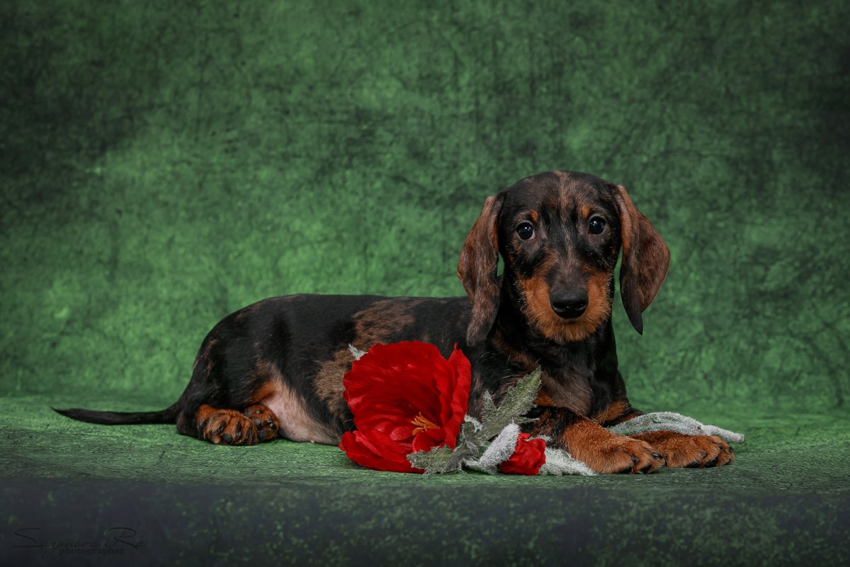 Такса кроличья жесткошерстная