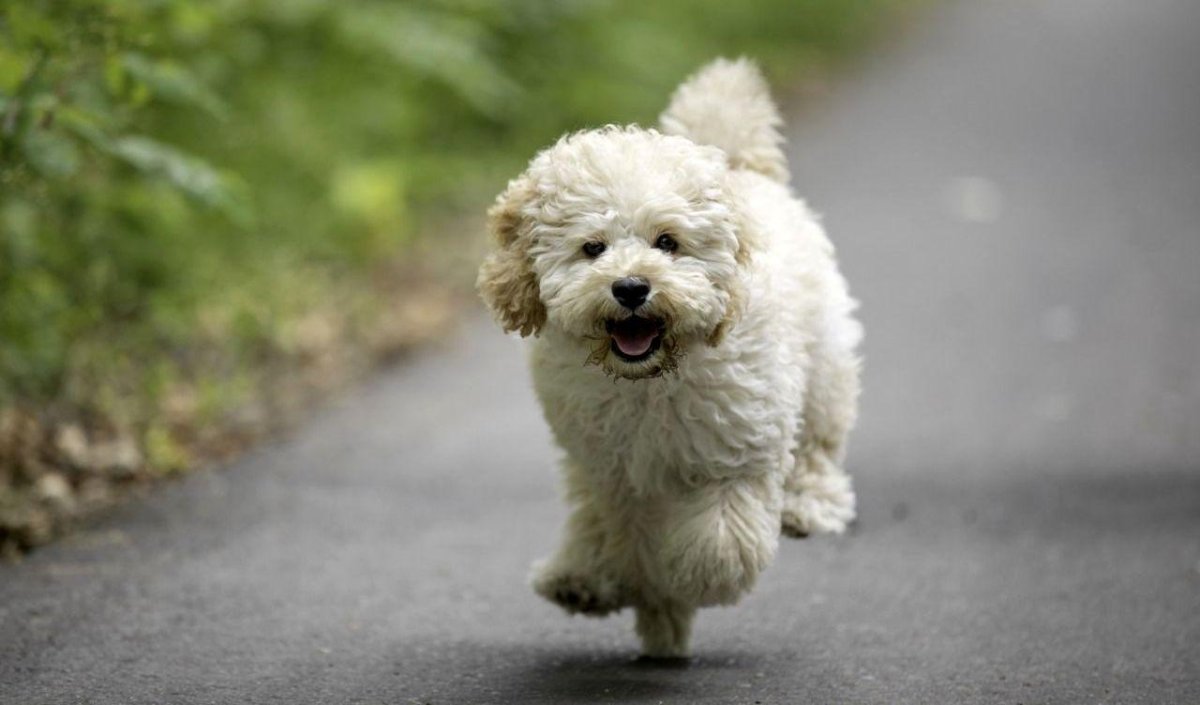 Мальтипу груминг