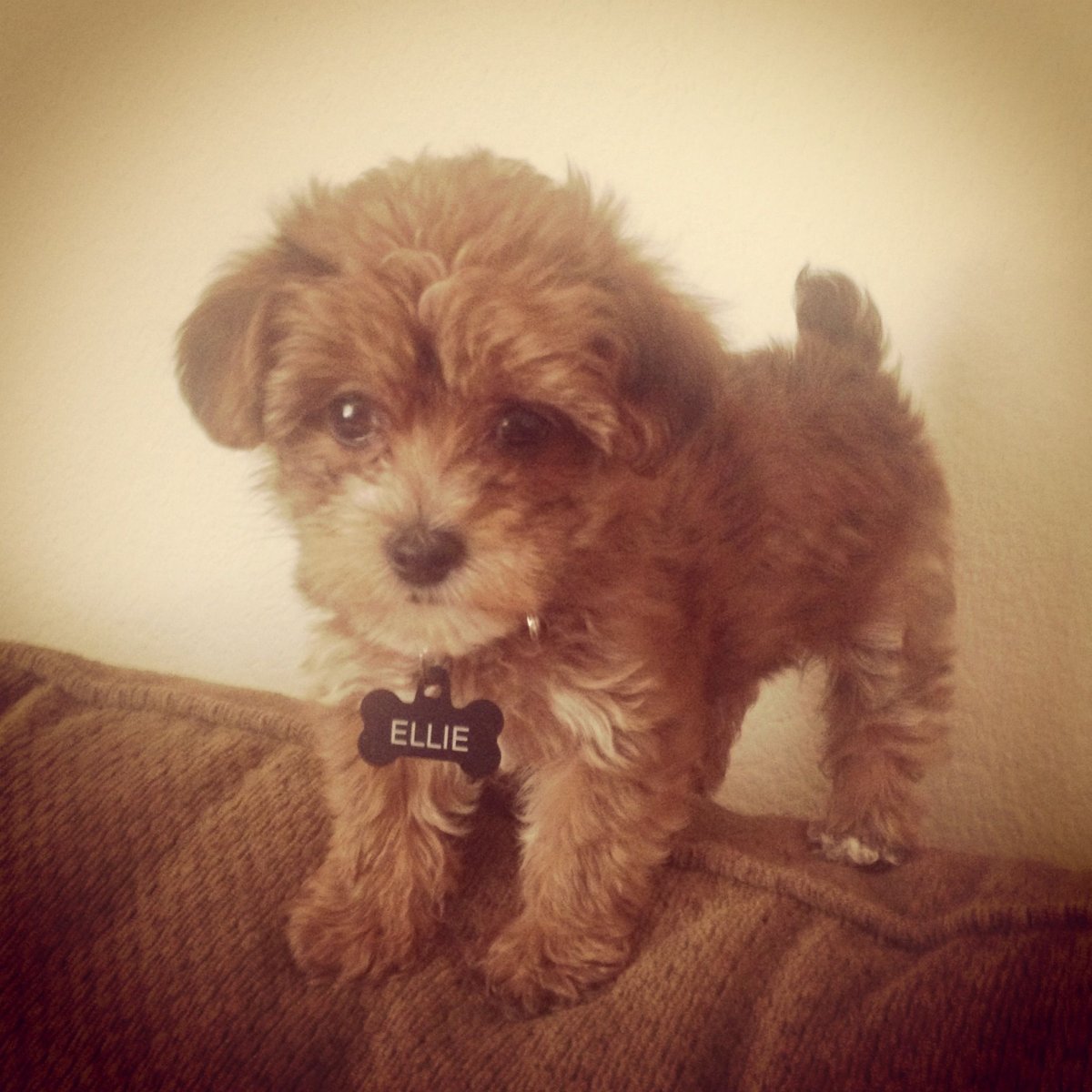 Мальтипу белый