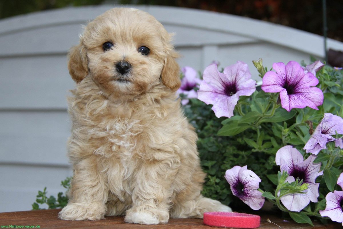 Кокапу черно белый