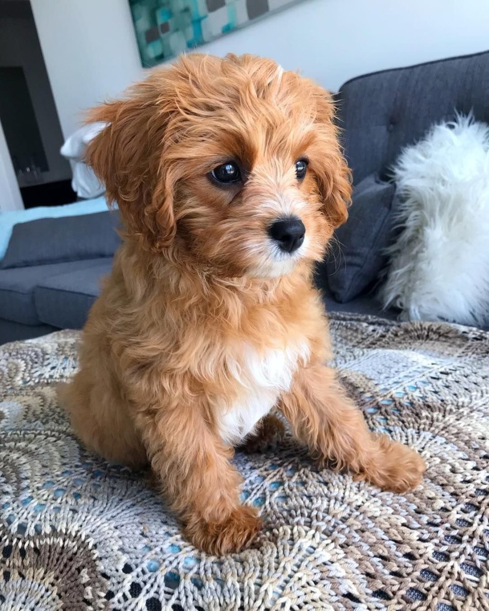 Мальтипу Купер